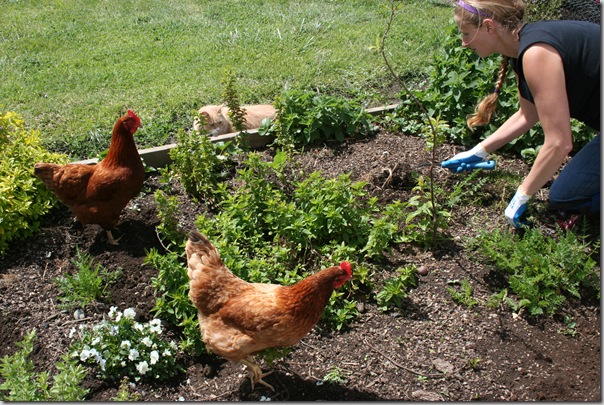 Gardening with chickens Gardening with chickens