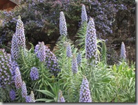 Echium photo from Hortulus on Flickr