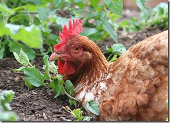 Esther the Chicken