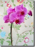 Orchid photo by geishaboy500 on Flickr