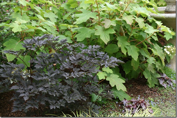 Black Snakeroot and Oakleaf Hydrangea