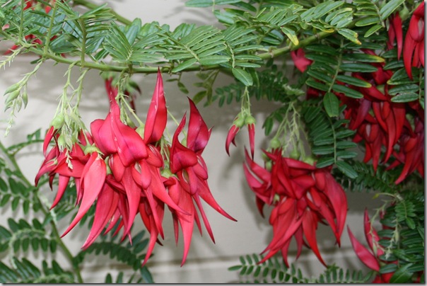 Clianthus puniceus Flowers