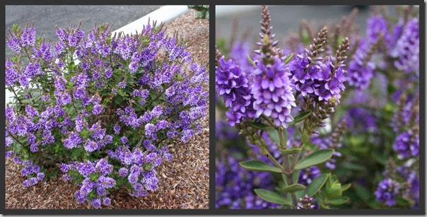 Hebe 'Purple Pixie' or 'Mohawk'