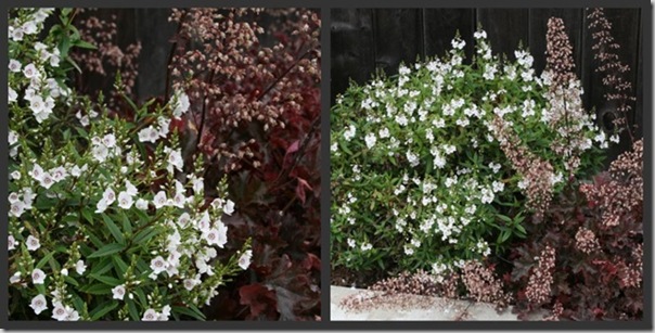 Parahebe linifolia with Heuchera 'Crimson Curls' Parahebe linifolia with Heuchera 'Crimson Curls'