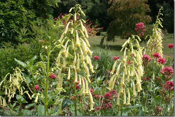 Phygelius 'Moonraker'