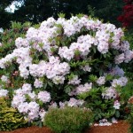 RhododendronVanVesSensation.jpg