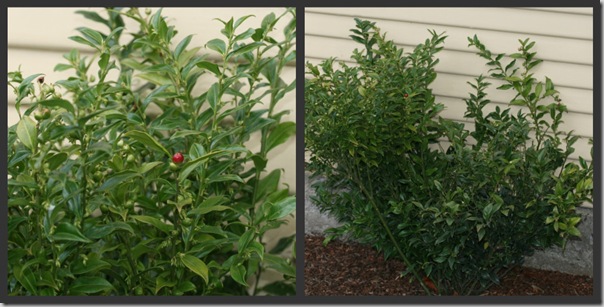 Sarcococca ruscifolia