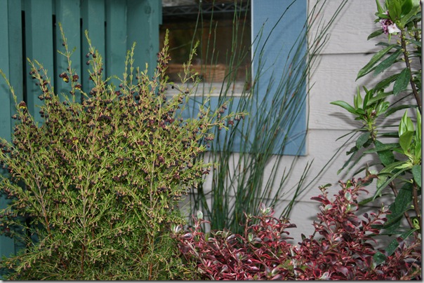 Boronia megastigma 'Hot Chocolate', Coprosma, Daphne, and Chondropetalum