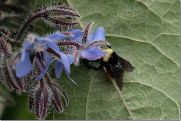 Bumble