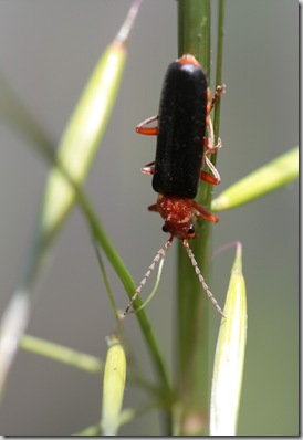Happy bug
