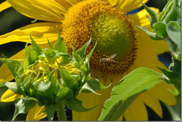 Honeybee photo by Robert Davis