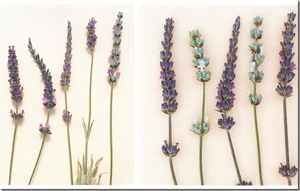 Lavender The Growers Guide by Timber Press photo copyright Timber Press
