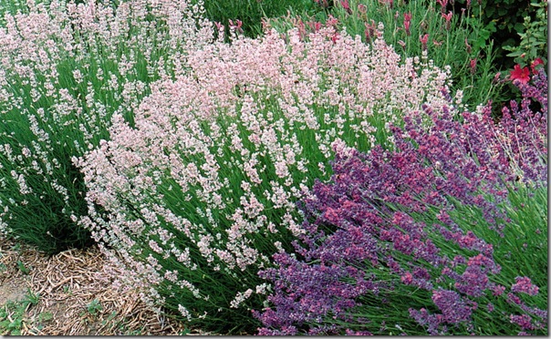 Lavender The Growers Guide photo copyright Timber Press