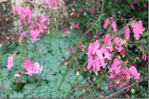 Native bleeding hearts
