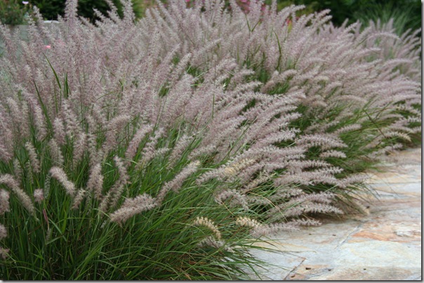 Pennisetum Grass
