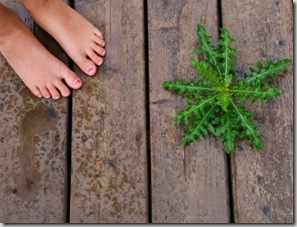 Organic Weed Control - How to Kill Weeds Naturally