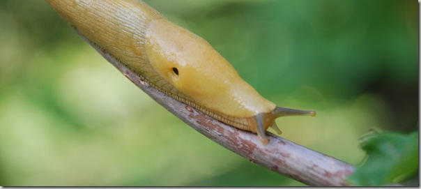 Banana slug Banana slug
