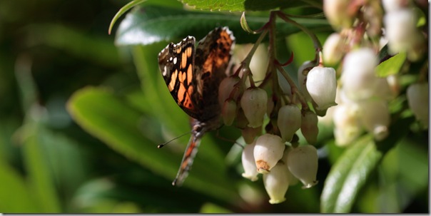 Butterfly Butterfly