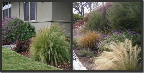 stipa nassella tenuissima Mexican Feather Grass