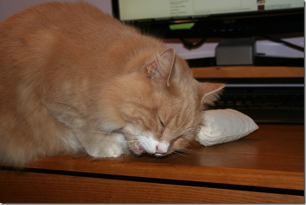 NOM NOM NOM