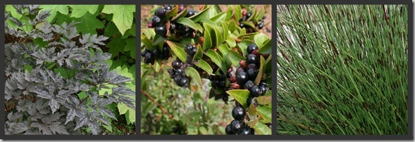 Actaea, Huckleberry, Chondropetalum