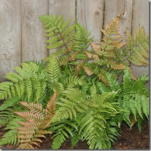 Dryopteris erythrosora (2)