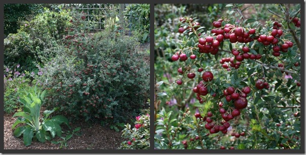 Gaultheria mucronata