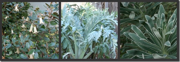Ivory Correa, Artichoke, Glacier Blue Euphorbia