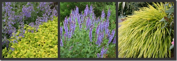 Nepeta and Golden Oregano, May Night Salvia and Rosemary, Japanese Forest Grass