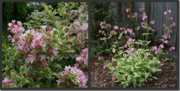 Variegated Weigela with Silene 'Clifford Moor'