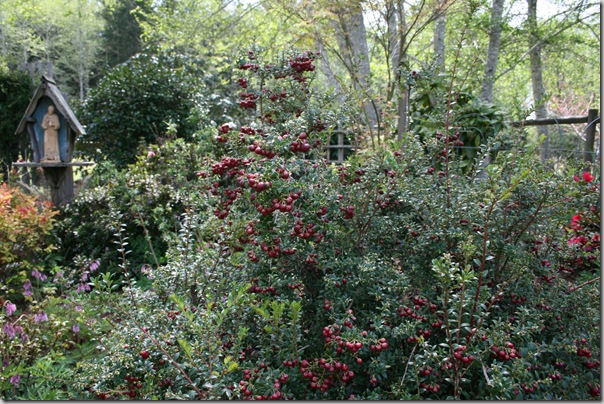 gaultheria mucronata