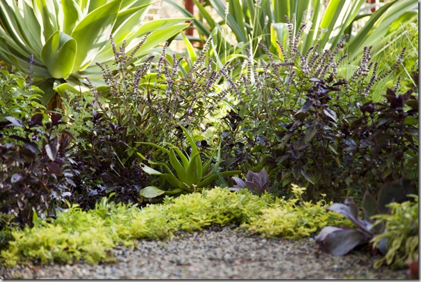 Incredible Edibles author Ivette Solar's garden.