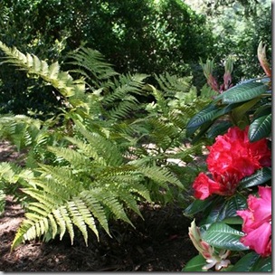 woodwardia fimbriata