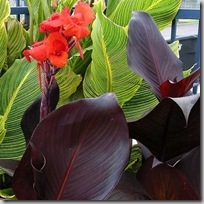 Canna Tropicanna Black
