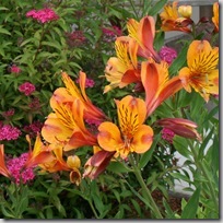 Alstroemeria