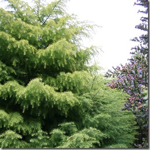 Ceanothus with Cryptomeria at Singing Tree Gardens Nursery