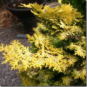 Chamaecyparis obtusa 'Nana Aurea'