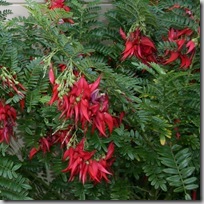 Clianthus puniceus Parrot's Beak - Copy