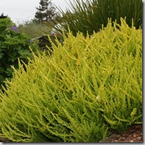 Golden Calluna