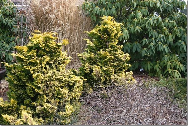 Golden conifers in the garden (3) Golden conifers in the garden (3)