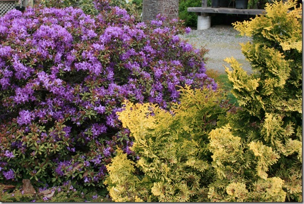 Golden conifers in the garden (4) Golden conifers in the garden (4)