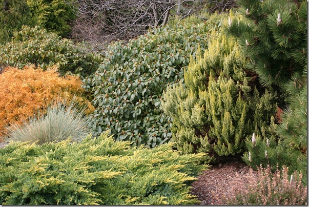 Golden conifers in the garden (5) Golden conifers in the garden (5)