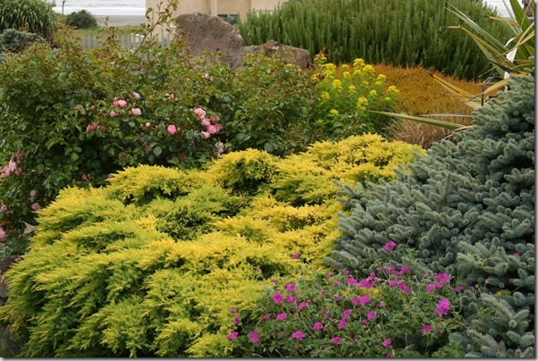 Golden conifers in the garden (7) Golden conifers in the garden (7)