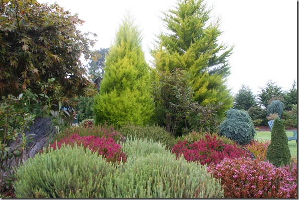 Golden conifers in the garden (8) Golden conifers in the garden (8)