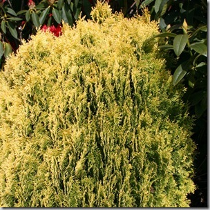 Thuja 'Sunlight' (2)
