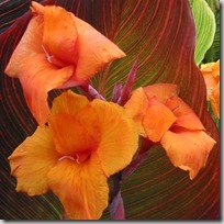 Tropicanna