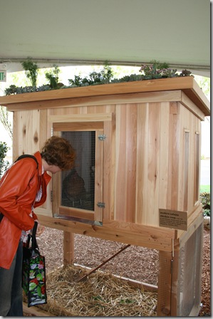 chickens! chickens!