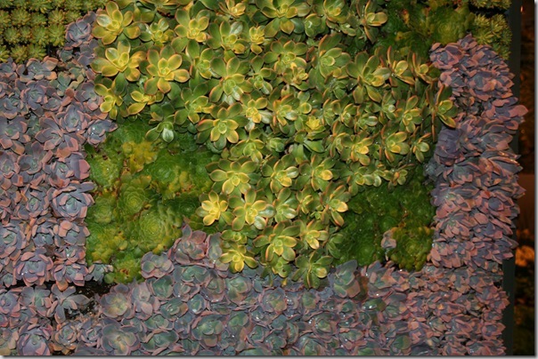 closeup succulents wall closeup succulents wall