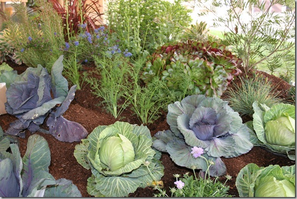 cute cute cabbages