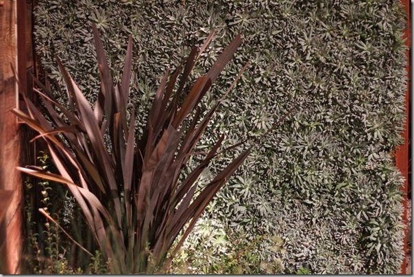 dudleya hassei wall by west valley college landscaoe architecture club photo by annies annuals dudleya hassei wall by west valley college landscaoe architecture club photo by annies annuals